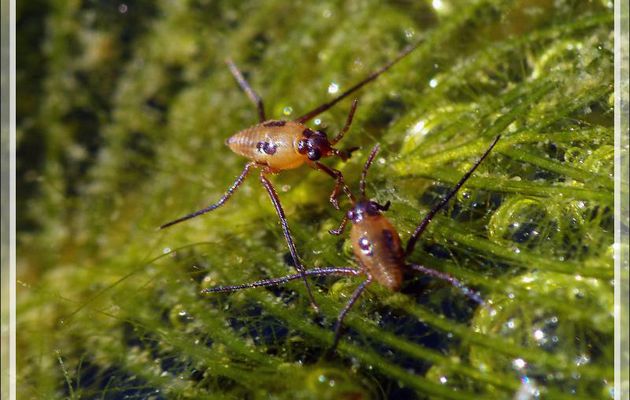 Larve de gerris (punaise aquatique faussement appelée araignée d'eau) - Lartigau - Milhas - 31