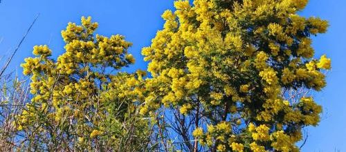 le mimosa