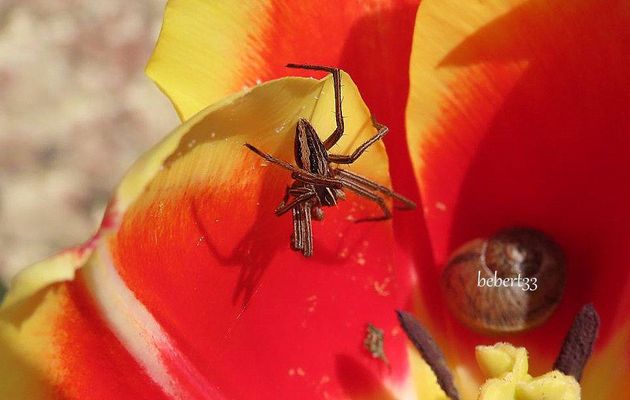 des bébêtes sur nos fleurs  !