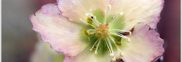 Rose de Noël (1) - Helleborus niger