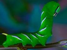 Chenille du Sphinx tête de mort