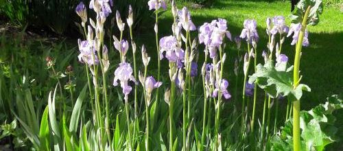 En attendant les iris de 2020...