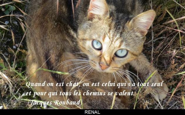 Quand on est chat !!!