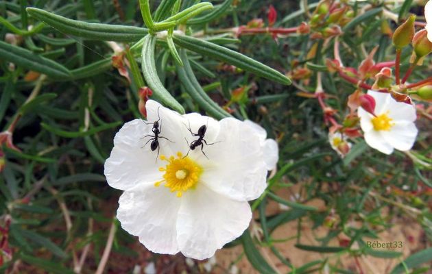 des fourmis sur ... !