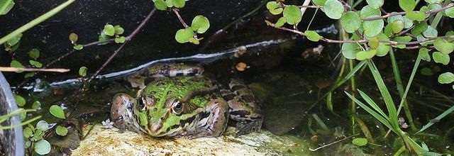 Le mystère "Grenouillette"