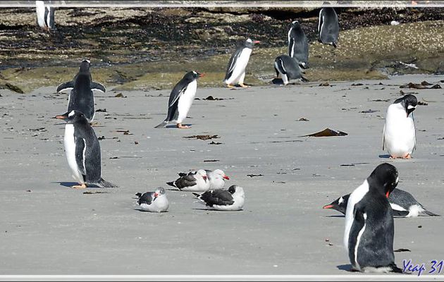 Cohabitation paisible entre les Manchots papous et les Goélands de Scoresby - Saunders Island - Falkland (Malvinas, Malouines) - Grande-Bretagne