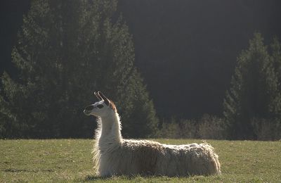 Le lama