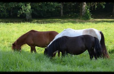 Rambouillet : Vacances pour les chevaux du Centre Equestre de la Bergerie Nationale