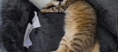 Dimanche c'est chat