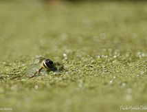 Grenouille Pelophylax sp.