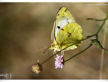 Colias - Pieridae