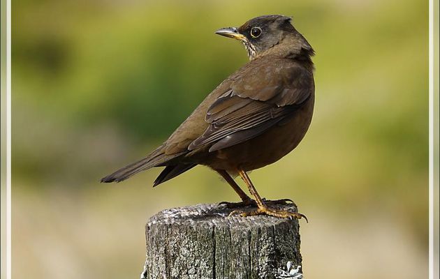 Merle austral,  Austral Thrush (Turdus falcklandii falcklandii) - New Island - Falkland (Malvinas, Malouines) - Grande-Bretagne