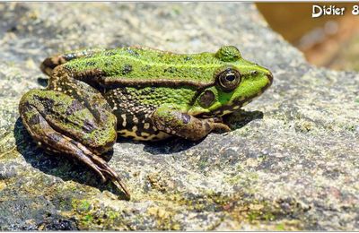 Grenouille Verte (1) - Rana esculenta