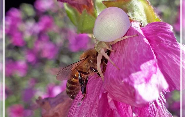 Araignée crabe Thomise variable (Misumena vatia)  : une super prédatrice d'abeilles ! - Lartigau - Milhas - 31
