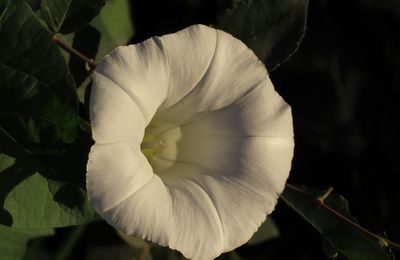 mes fleurs avec fond noir