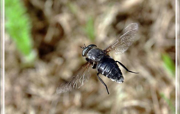 Le vol stationnaire de la mouche Syrphe (Paragus pecchiolii) - Lartigau - Milhas -31