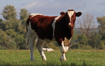 Les besoins des vaches lors des fortes chaleurs