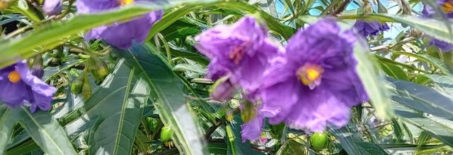  lundi  CHEZ  BERNIE  c'est la photo en violet 