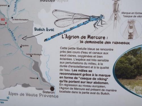 une libéllulle cet été !