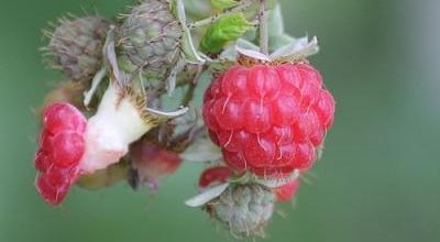 Petits riens au jardin