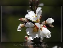 Fleurs d'amandiers (Prunus dulcis)