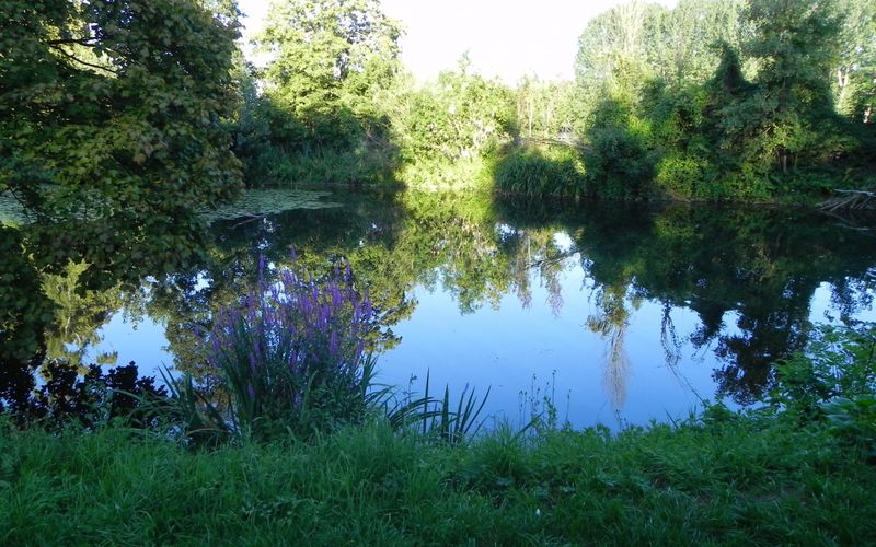 Samois sur Seine en fleurs