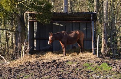 Parc naturel régional de la Vallée de Chevreuse : Le meilleur ami de l'homme