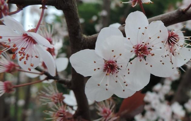 Des fleurs en macros pour moi  lol lol lol