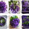 Les Violettes  - cartonnettes 2017