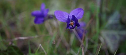 Douces fleurettes