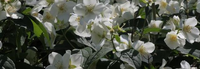 Scènes de jardin en mai....3