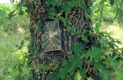 Richard Powers, L'arbre monde, 10-18