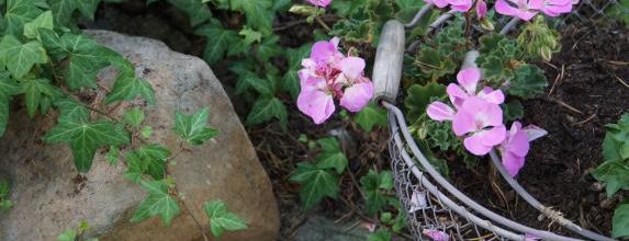 Pélargonium