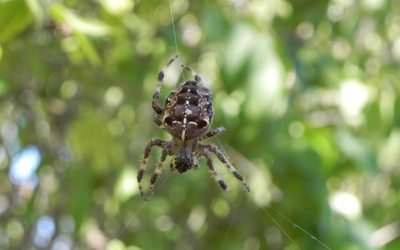 Ma photo du jour : une araignée