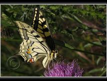 Machaon ou Grand porte-queue (Papilio machaon) - Papilionidae