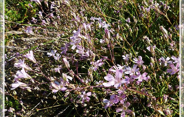Fleur indéterminée, Silène ? - Varrados - Val d'Aran - Catalogne - Espagne