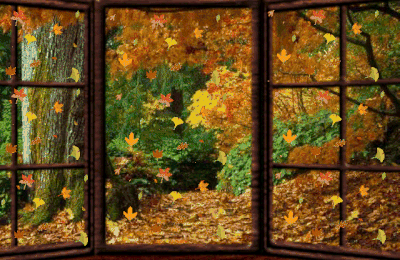 Le cycle des feuilles en automne - Pourquoi les feuilles tombent en automne