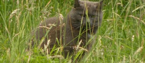 Babette est au paradis des chats
