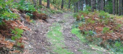 PROMENONS NOUS DANS LES BOIS ...