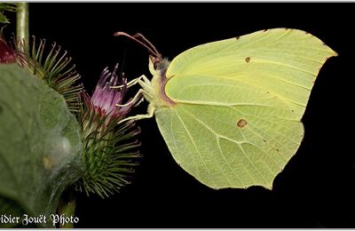 Citron (3) - Gonepteryx rhamni
