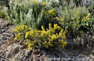 Ulex parviflorus  -  ajonc de Provence