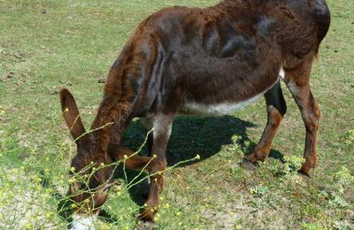 un petit gourmand