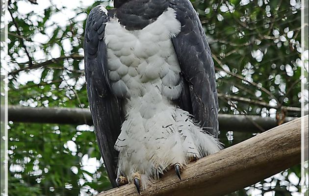 Aigle Harpie féroce, Harpy Eagle (Harpia harpyja) - Parque das Aves - Foz do Iguaçu - Brésil