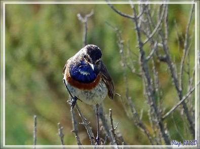 Gorgebleue à miroir blanc de Nantes (mâle et femelle), Bluethroat (Luscinia svecica namnetum) - La Couarde-sur-Mer - Ile de Ré - 17
