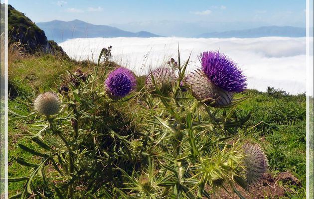 Cirse ou Chardon laineux en fleur (cirsium eriophorum) - Massif du Gar - 31