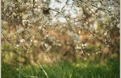 Printemps 2011