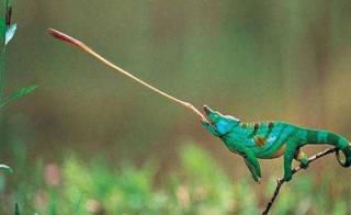 Caméléons drôles de bestioles (1)