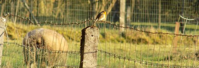 Les oiseaux au jardin et en balade