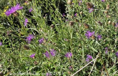 Centaurea jacea  -  centaurée jacée