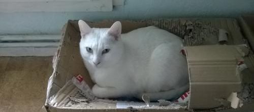 Arbre à chats c'est démodé